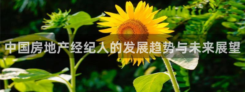 新宝5吕74OOO5：中国房地产经纪人的发展趋势与未来展望