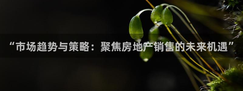 新宝5找找74OOO5：“市场趋势与策略：聚焦房地产销售的未