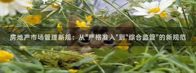 新宝骏rc5W：房地产市场管理新规：从\