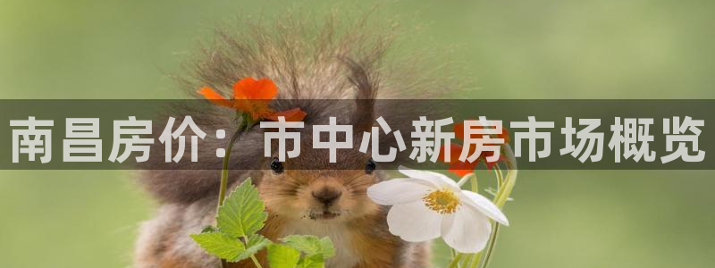 新宝5网站：南昌房价：市中心新房市场概览